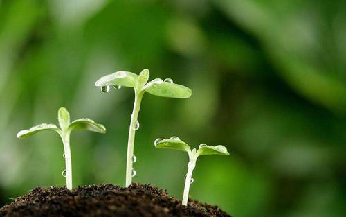 冬季使用黑龍江菌肥的技巧